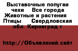 Выставочные попугаи чехи  - Все города Животные и растения » Птицы   . Свердловская обл.,Кировград г.